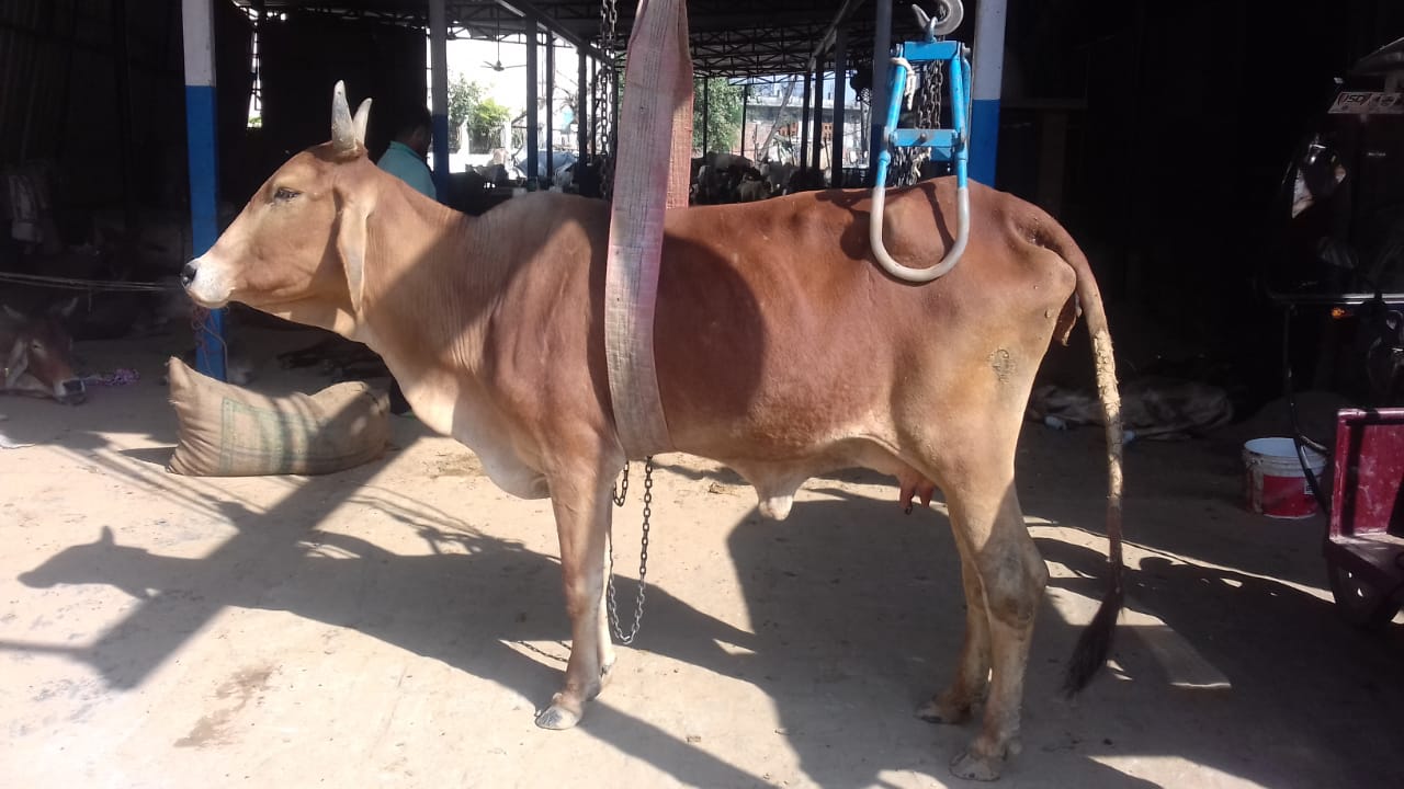 Gau Aarogya Demonstration